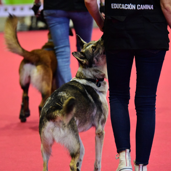 Perro mix de border collir