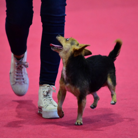 Perro mix de pincher