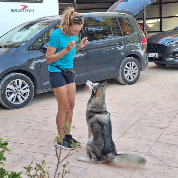 Perros de raza husky en ejercicio de obediencia