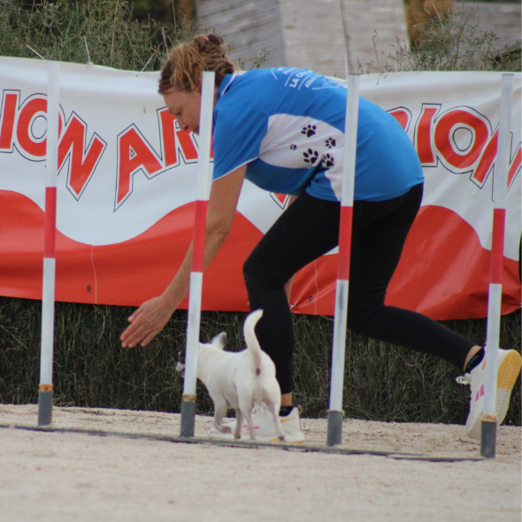 Perro de raza chiguagua haciendo el eslalon en Agility