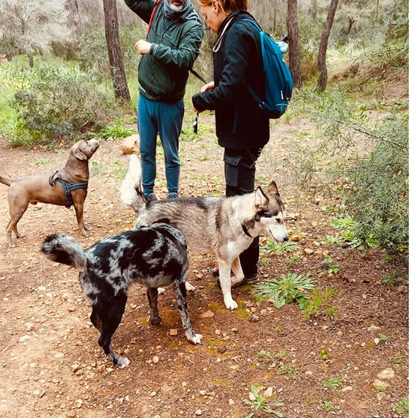 Personas con perros haciendo senderismo