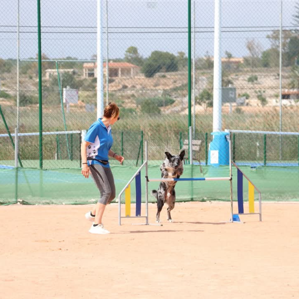 Perro saltando obstáculo de salto en pista de Agility