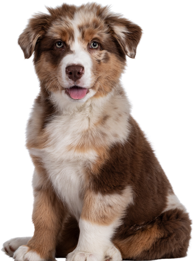 Cachorro de raza pastor australiano chocolat merle