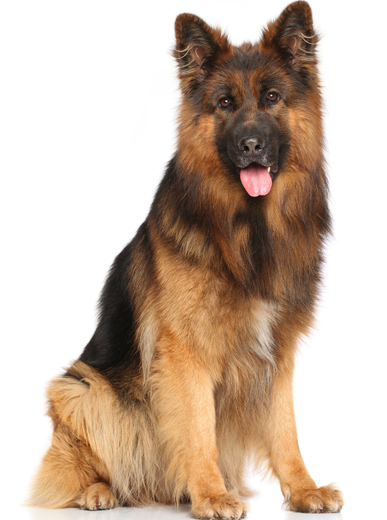 Perro de raza pastor alemán