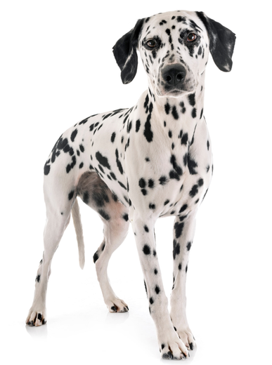 Perro de raza dálmata