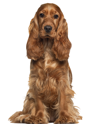 Perro de raza cocker spaniel