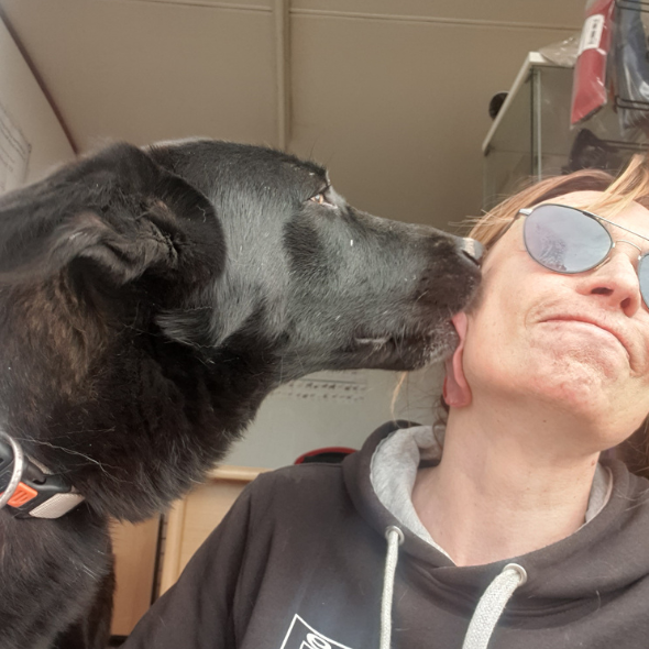 Perro raza pastor alemán lamiendo la cara de chica