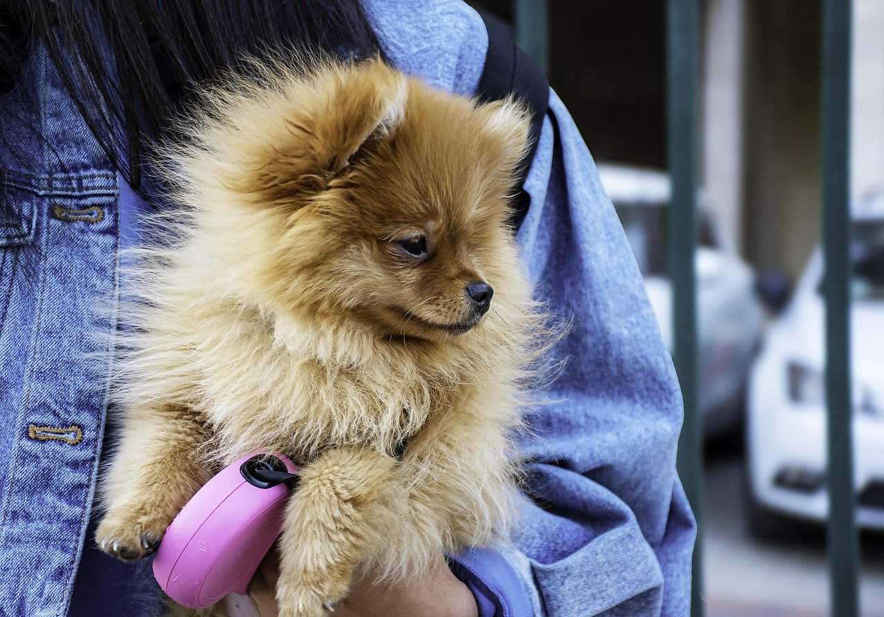 Chica con perro de raza pomerania en brazos