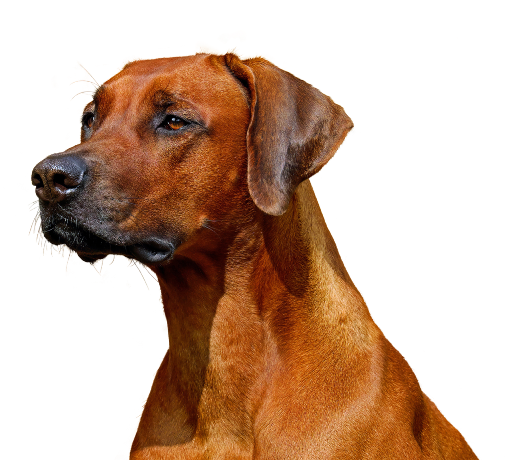 Perro mix de dogo color marrón