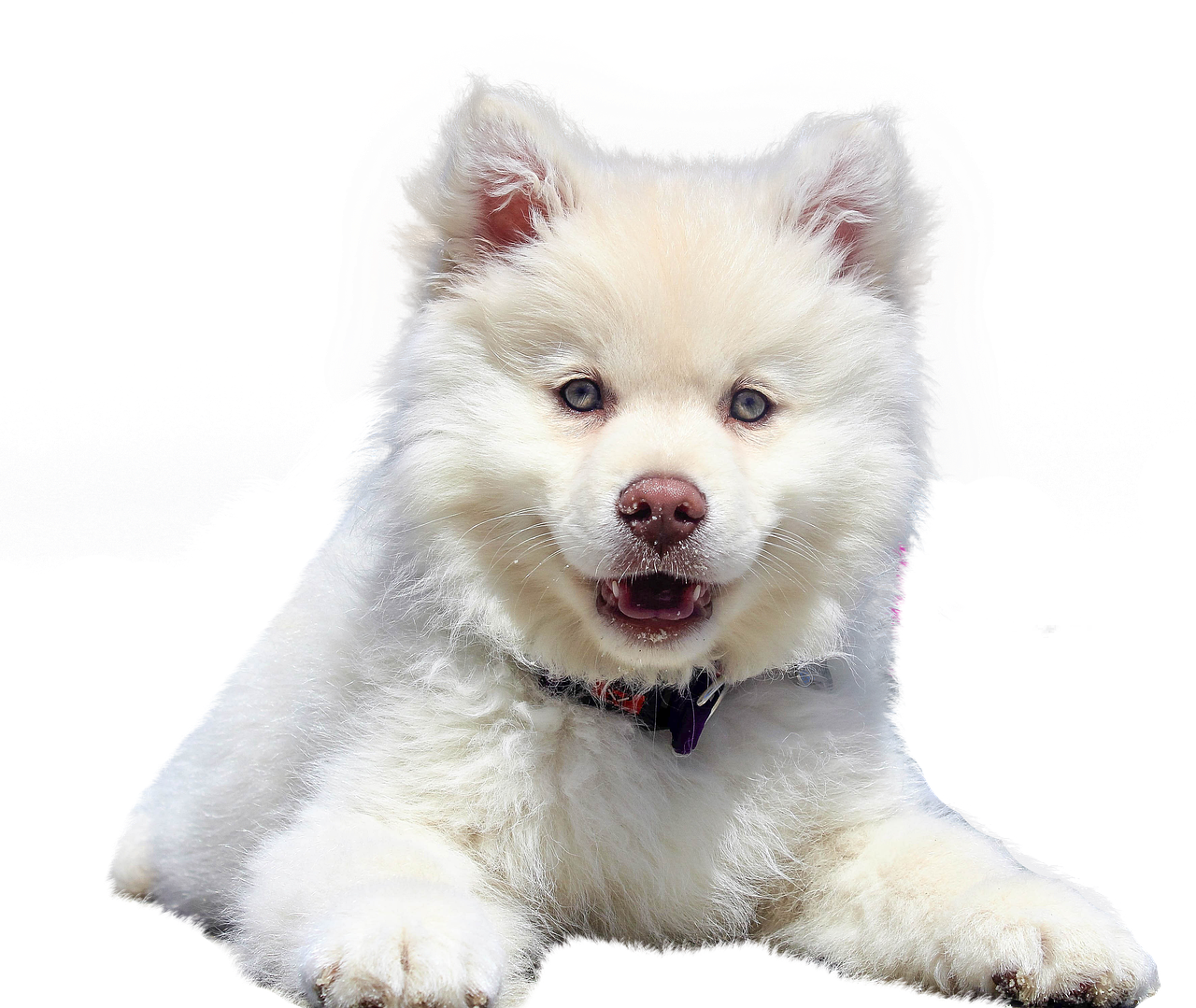 Cachorro mix de samoyedo tumbado