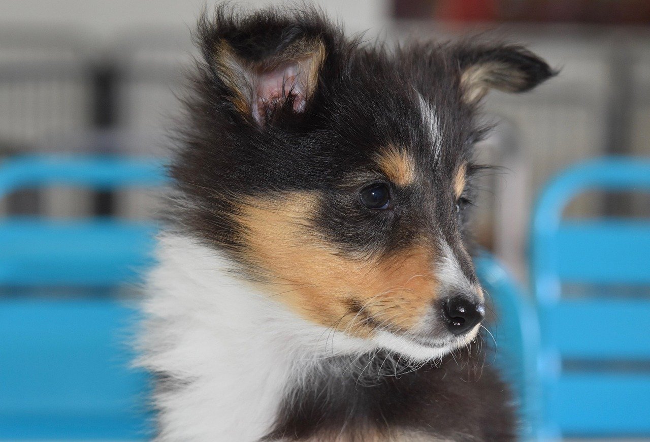 Cachorro de raza shetland sheepdog tricolor de mes y medio
