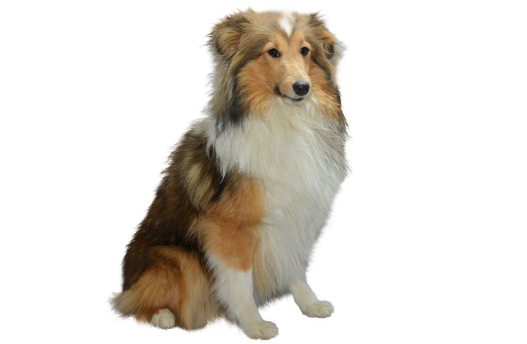 Cachorro de seis meses de raza rough collie