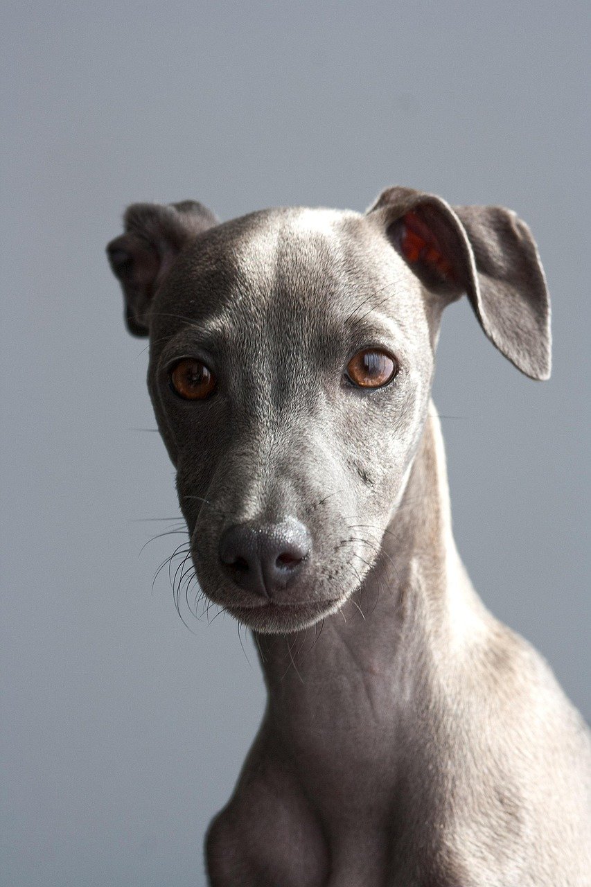 Cachorro de raza galgo de 4 meses