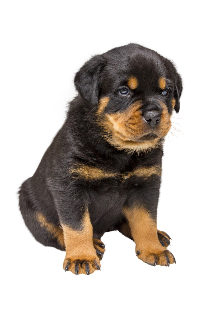 Cachorro de raza rottweiler de dos meses