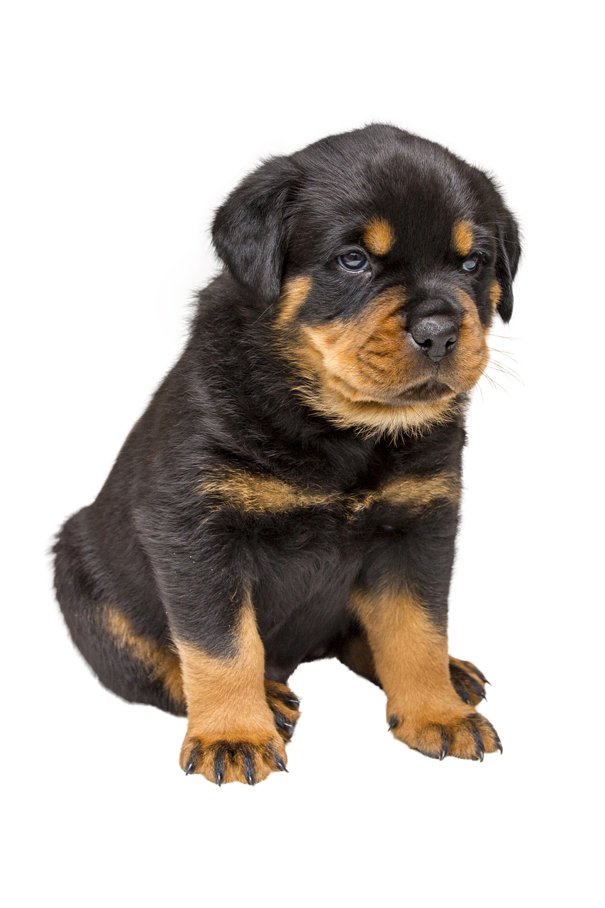 Cachorro de raza rottweiler de dos meses