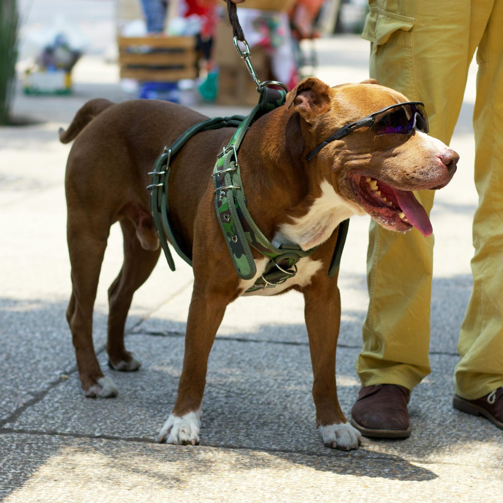 Perro de raza Pit bull con arnés y gafas de sol junto a su dueño