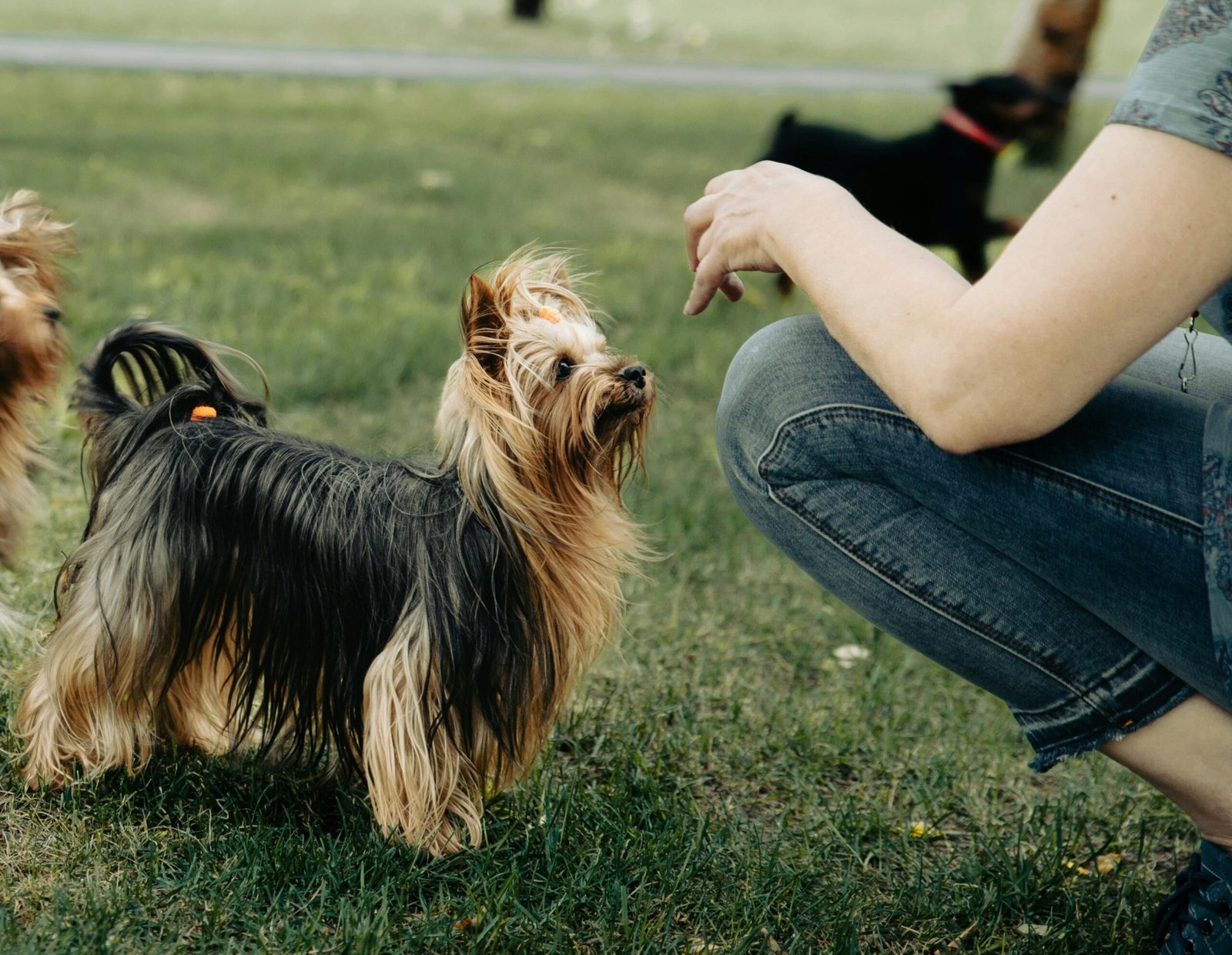 Perro de raza Australian Silky Terrier con chica en un parque
