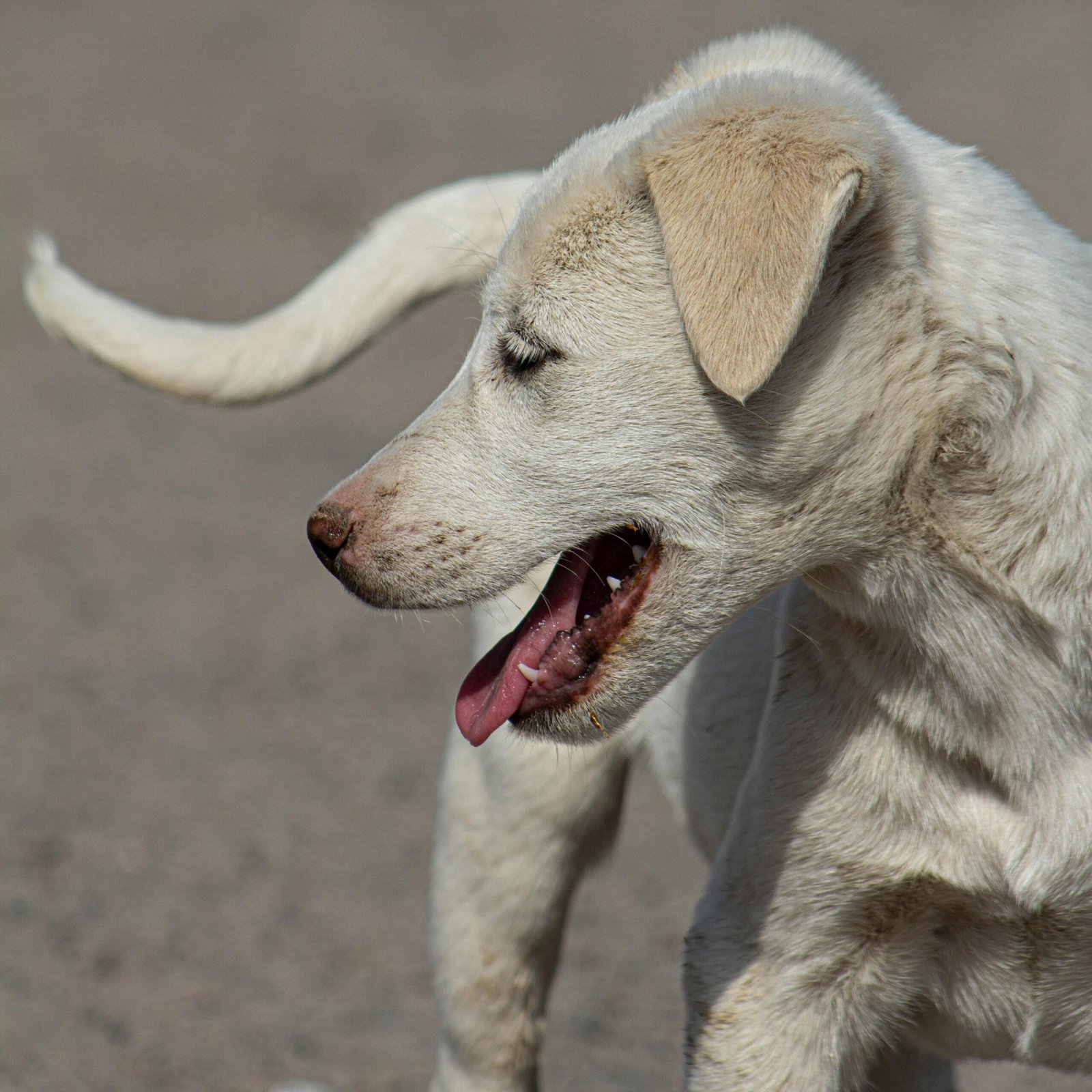 Cachorro mix de labrador