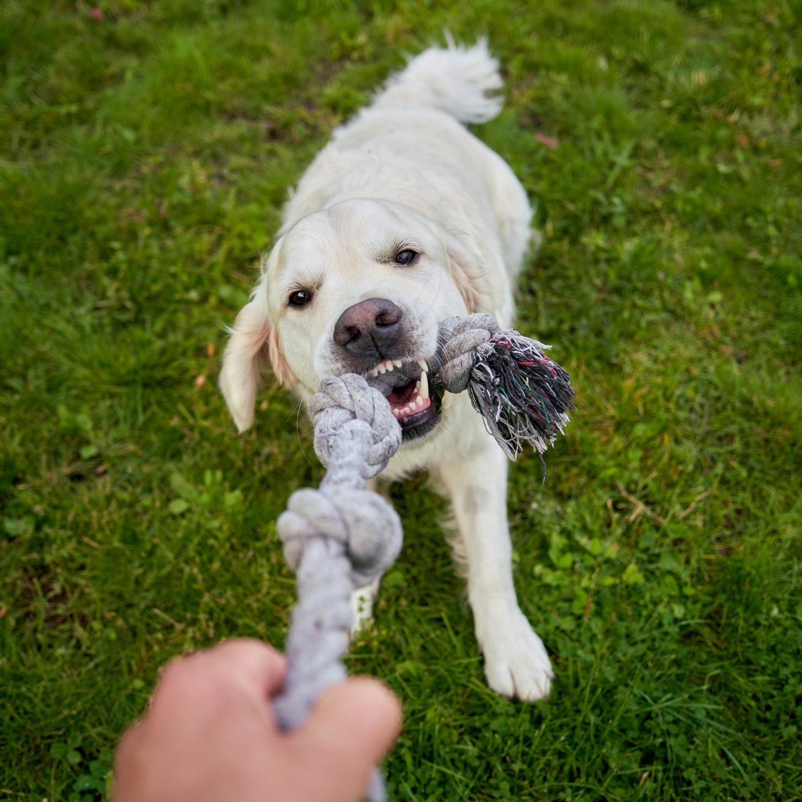 Perro raza labrador jugando con un mordedor de trenza