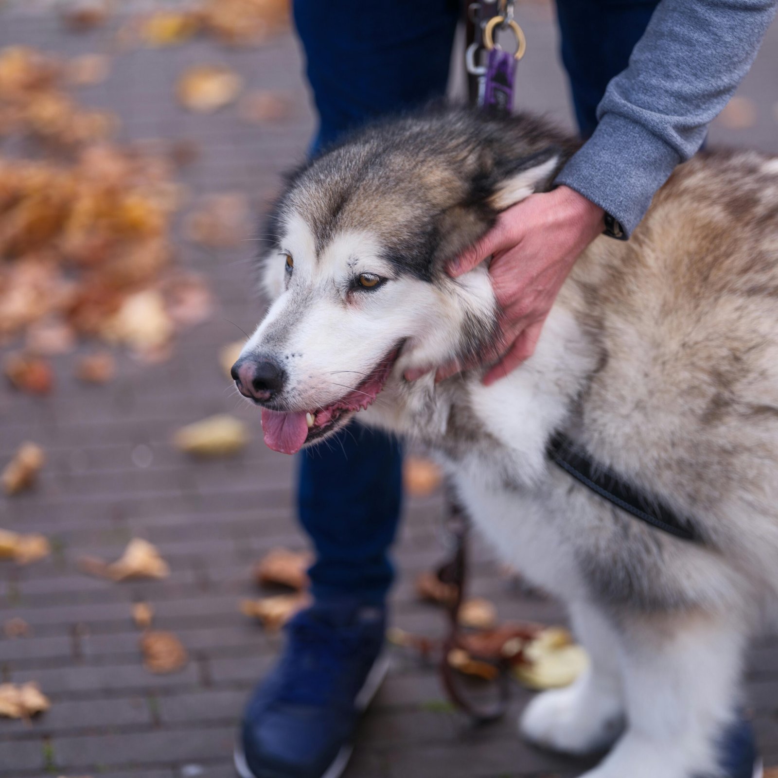 Persona sujetando por la cabeza a perro de raza Alaskan Malamute