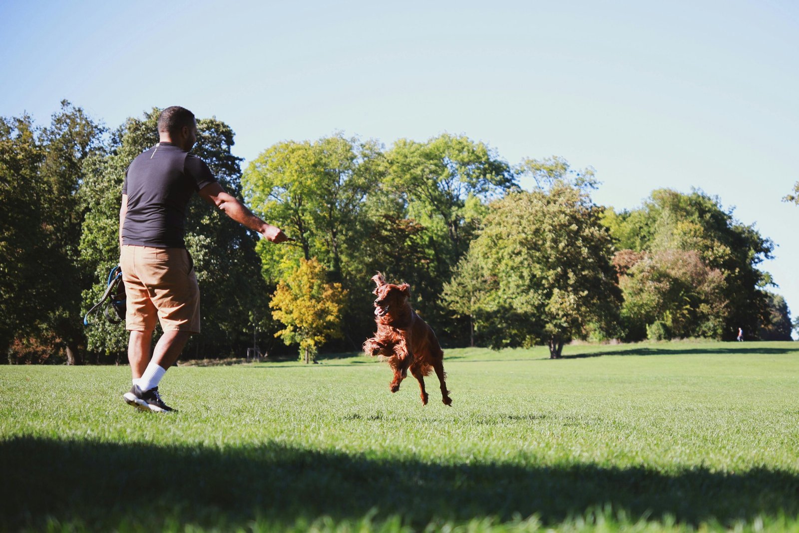 Perro mix de cocker spaniel corriendo hacia una persona en un parque