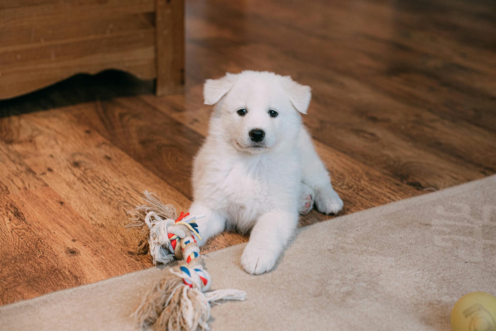 Cachorro de dos meses raza samoyedo