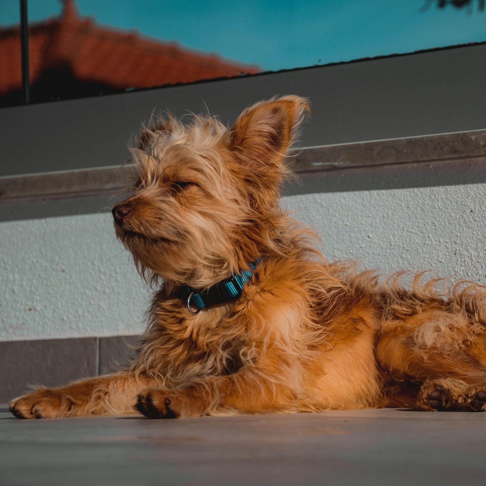 Perro mix de Yorkshire Terrier acostado en una terraza