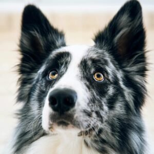 Perro de raza border collie