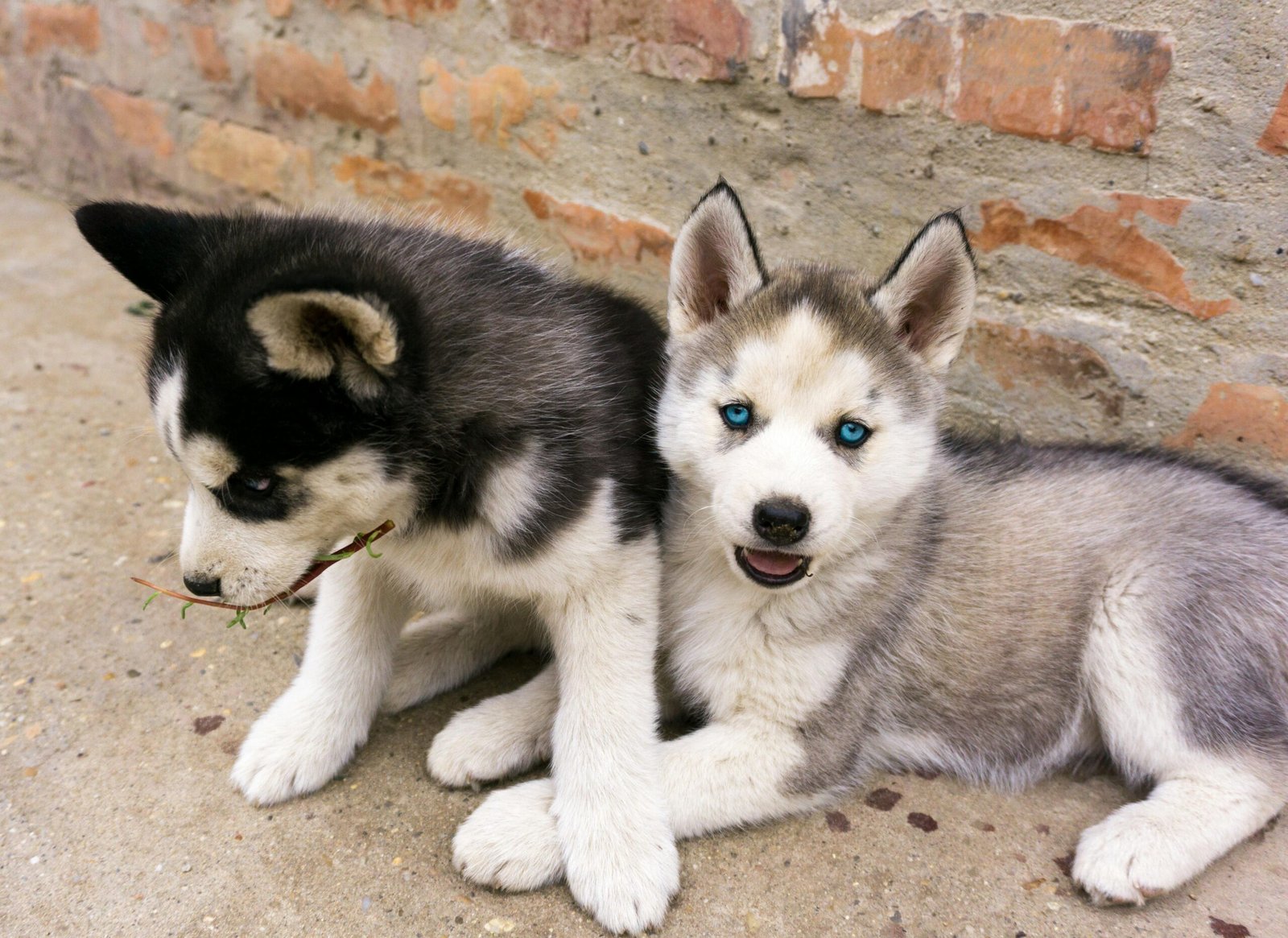Dos cachorros de raza husky de 3 meses